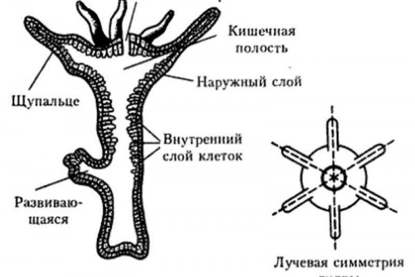 Kraken at сайт